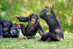 Loài linh trưởng tạo ra tiếng cười khi vui đùa.