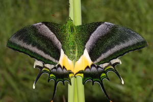 Tiếng kêu cứu từ trong sách đỏ