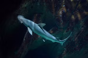 Cá mập cảm nhận từ trường làm hệ thống dẫn đường