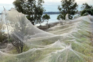 Mạng nhện bao trùm nông thôn Australia