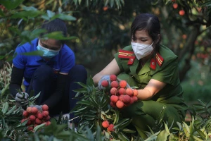 Lực lượng công an hỗ trợ người dân Lục Ngạn thu hoạch vải. 