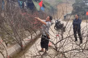 Người dân xã Nhi Sơn (Mường Lát, Thanh Hóa) chặt đào trồng của gia đình ra bán ở Quốc lộ 15C.