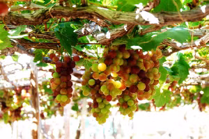Những chùm nho trĩu trái.