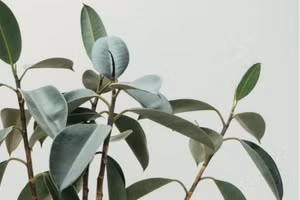 Có sự tương đồng giữa các bộ phận trong ô tô và enzym của tế bào thực vật.