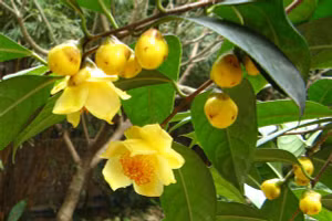 Trà hoa vàng phòng ngừa ung thư