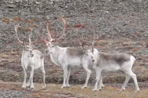Tuần lộc Peary trên đảo Ellesmere của Anh.