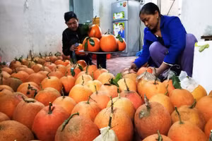  Vợ chồng anh Nguyễn Văn Hành đang lau rửa bưởi tiến vua sau khi thu gom về nhà.