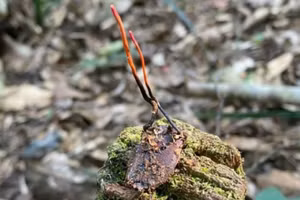 Đông trùng hạ thảo bọ xít ở Sa Pa: Không thua kém Tây Tạng?