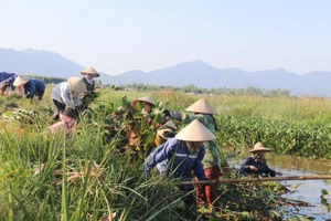 Bèo tây từng được xem là “kẻ thù” của người nông dân.