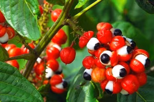 “Quả con ngươi” guaraná.