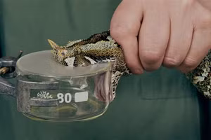 Điều chế thuốc từ nọc độc của rắn.