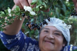 Người dân Patagonia có thể hái cả tấn quả dại mỗi mùa.