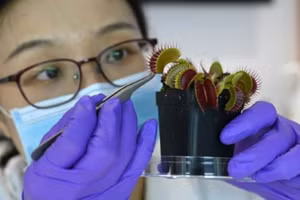 Robot thực vật có thể nhặt được những vật thể mỏng