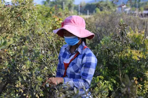 Tranh thủ dịp hè, nhiều em học sinh cũng lên đồi hái sim kiếm thêm thu nhập để chuẩn bị cho năm học mới.