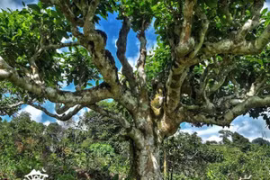 Chè Shan tuyết cổ thụ Suối Giàng.