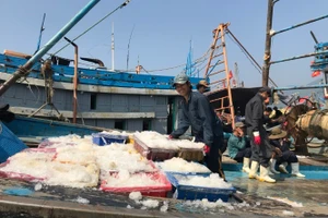 Ngư dân hào hứng trong những chuyến biển cuối năm.