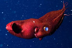 Mô phỏng hình hài một con mực ma cà rồng.