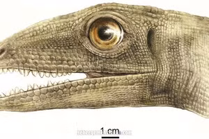 Hình ảnh khủng long Silesaurus opolensis.