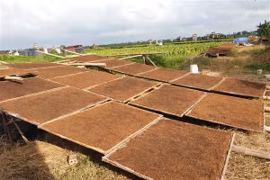 Từng phên thuốc lào được phơi dưới nắng vàng.