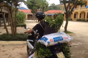 Những chuyến xe chở thuốc nam về phố để đổi lấy bữa cơm nhiều dưỡng chất cho HS. 