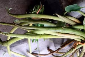 Bồng khoai – phần mầm non mọc ra từ gốc cây khoai mẹ. 