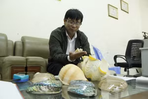 Ông Phan Thanh Toại bên bộ sưu tập vỏ ốc do ông sưu tầm.