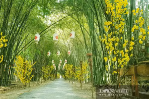 Vườn tre đẹp nhất miền Tây như trong phim kiếm hiệp của lão nông 85 tuổi