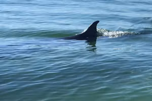 Cá voi xuất hiện gần bờ biển tại Thừa Thiên - Huế. (Ảnh: R.Village)