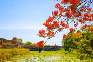 Rực rỡ hoa phượng đỏ trên vùng đất Cố đô Huế. (Ảnh: Hoàng Hải).