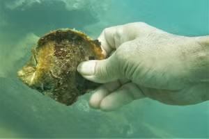 Hà Tĩnh: Những hình ảnh rất vui từ đáy biển quanh nhà máy Formosa