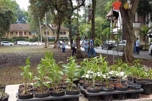 Ghép lan trong khuôn viên Bảo tàng Đắk Lắk và Biệt Điện.