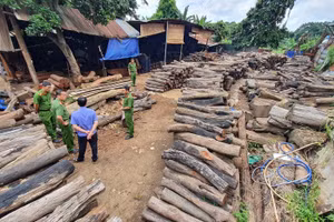 Gỗ lậu tại Công ty TNHH Thương mại và Dịch vụ gỗ Phương Tây Nguyên. Ảnh: SĐ