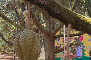 Một vườn sầu riêng của hộ dân tại huyện Krông Pắc, tỉnh Đắk Lắk.