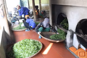 Sản xuất Chè một mô hình hỗ trợ giảm nghèo hiệu quả ở Tân Sơn, Phú Thọ