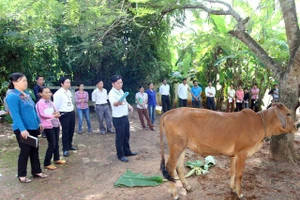 Truyền thông giảm nghèo về thông tin giúp người dân tiếp cận với kỹ thuật chăn nuôi hiệu quả