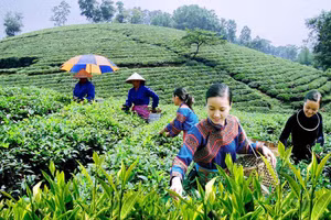 Ảnh minh họa/internet.