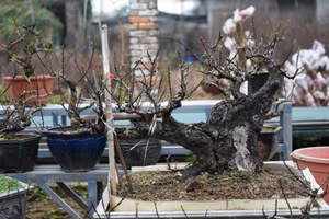 Đào Thất Thốn hay được gọi là đào tiến vua được bán với giá từ vài triệu đồng đến hàng trăm triệu đồng/1 cây.