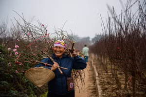 Thời tiết thuận lợi, hứa hẹn một năm bội thu với người dân trồng đào Nhật Tân.