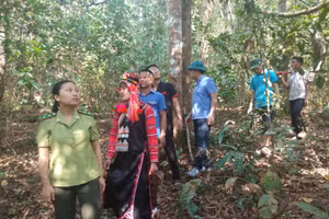 Nhờ chính sách chi trả DVMTR, người dân tich cực tham gia quản lý, bảo vệ rừng.