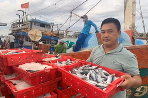 Ngư dân Quảng Bình trúng đậm mẻ cá nục, thu gần 2,5 tỷ đồng.