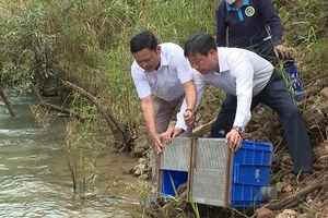 Các cá thả động vật hoang dã được thả về môi trường tự nhiên.