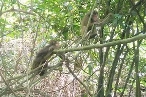 Những cá thể động vật hoang dã được thả về Vườn Quốc gia Phong Nha- Kẻ Bàng.