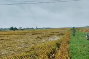Gần nghìn ha lúa bị đổ rạp do mưa lớn.
