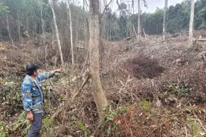 Ông Thành trên diện tích rừng bị phá hoại.