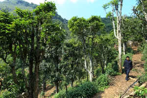 Tỉnh Điện Biên đang sở hữu quần thể 100 cây chè Shan tuyết vừa được công nhận là Cây di sản Việt Nam.