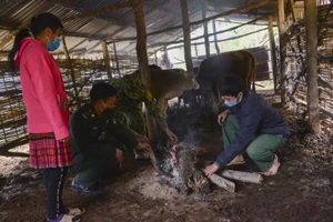 Bộ đội biên phòng hướng dẫn người dân sưởi ấm cho gia súc.