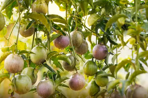 Máy trồng chanh dây tự động giải phóng sức lao động cho người nông dân.