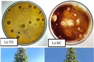 Lô thử nghiệm và lô đối chứng khi sử dụng phân bón vi sinh vật của nhóm nghiên cứu.