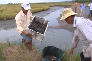 Mô hình nuôi tôm càng xanh xen canh ruộng lúa ở một số tỉnh ĐBSCL bước đầu phát huy hiệu quả.