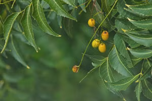 Cây neem là nguyên liệu chế tạo thuốc trừ sâu sinh học.